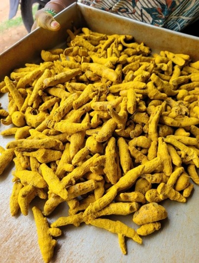 Turmeric Fingers Super Salem Bold