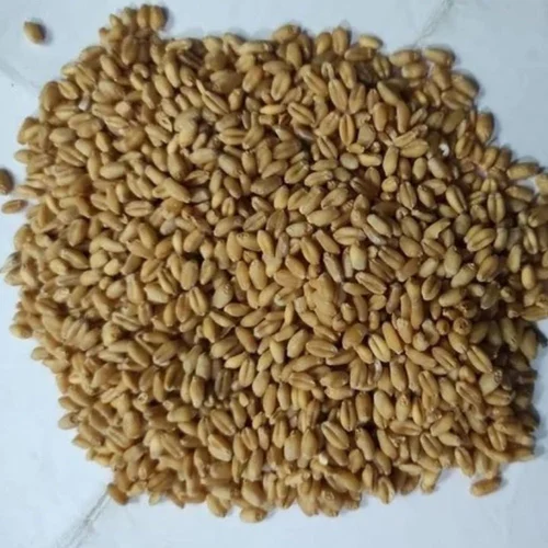 Sharbati Wheat