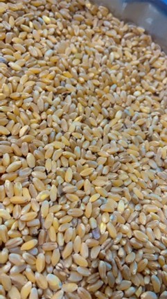 Durum Wheat
